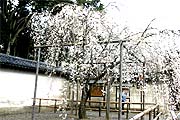 펛