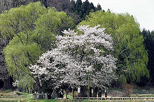 遊行柳の桜