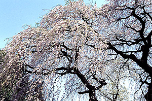 観音寺の枝垂桜