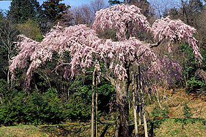 龍興寺のしだれ桜