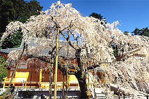 太山寺の桜