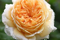 薔薇